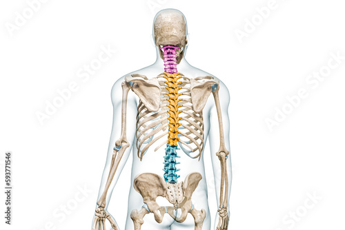 Cervical, thoracic and lumbar vertebrae in color back view with body 3D rendering illustration isolated on white with copy space. Human spine skeleton anatomy, medical diagram, skeletal system concept