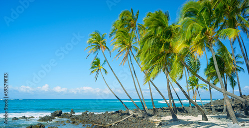 Scenic Palm Trees With Gorgeous Coast View