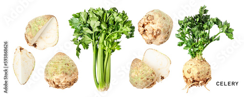 Green celery and celery root with leaves. Garden celery set. PNG isolated with transparent background. Flat lay, top view. Without shadow.