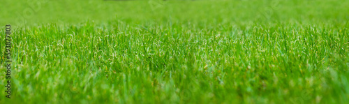 zielona trawa na wiosne, piękny zielony trawnik w ogrodzie, green grass