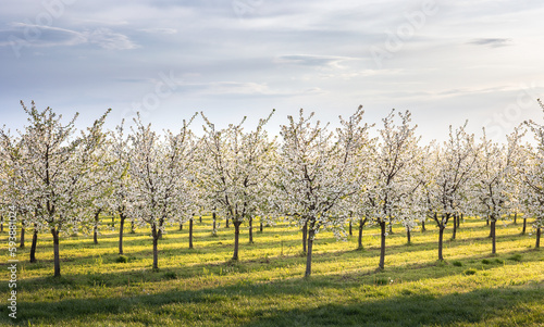 Beautiful blooming orchard at sunset.