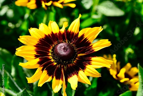 Closeup shot of denver daisy (rudbeckia hirta)