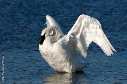 Close-up of a graceful trumpeter swan with wide open wings on the lake