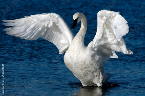 Close-up of a graceful trumpeter swan with wide open wings on the lake