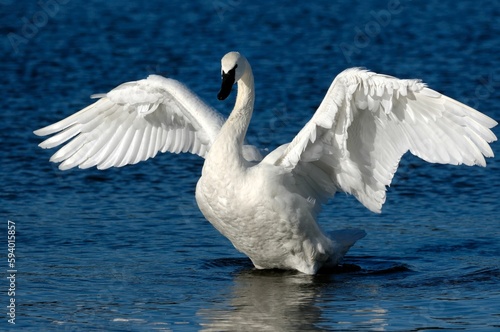 Close-up of a graceful trumpeter swan with wide open wings on the lake
