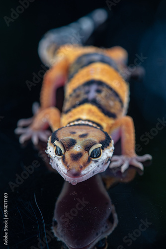 The leopard gecko or common leopard gecko Eublepharis macularius is a ground dwelling lizard 