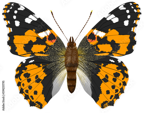 Vanessa cardui with open wings seen from above adult specimen