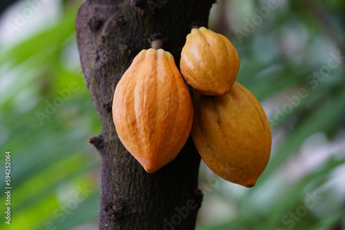 Ripe Cacao fruits on the tree (Theobroma cacao) Malvaceae family.
