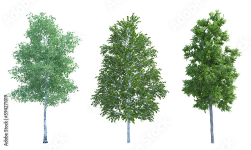 European White Birch River Birch Silver Birch png alpha channel set