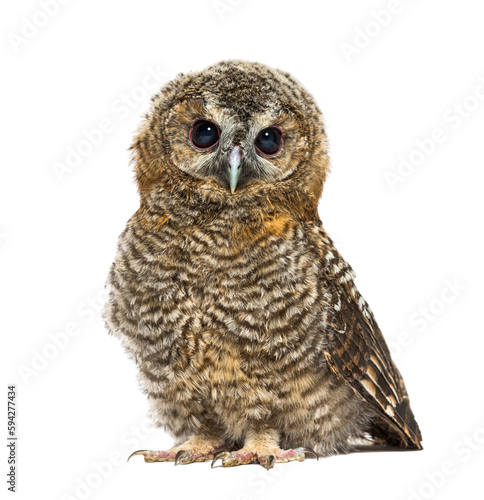 One month old Tawny Owl looking at the camera, Strix aluco, isolated