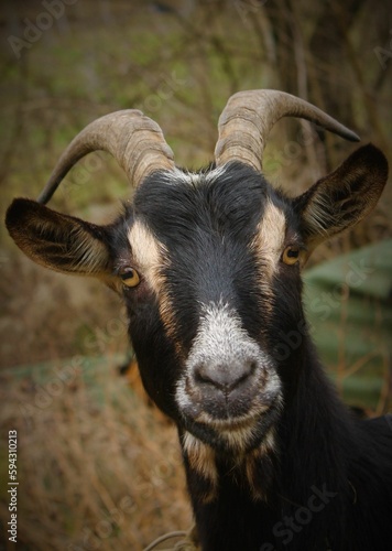 Closeup shot of the portrait of the Poitou goat in the park.