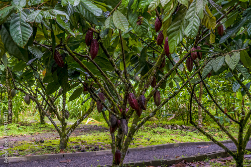 A view of cocao pods ripening in La Fortuna, Costa Rica during the dry season