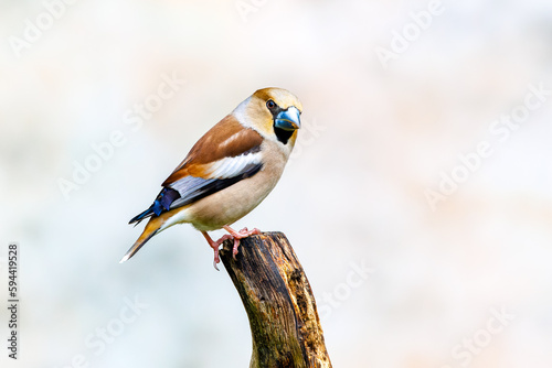 Close up of a male in splendor colorful plumage Hawfinch, Coccothraustes coccothraustes, standing on a branch against clear light blurred background