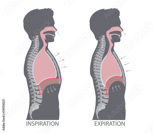 Mechanism of Breathing. Inspiration and Expiration