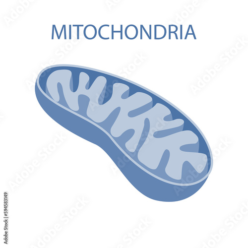 The internal structure of mitochondria