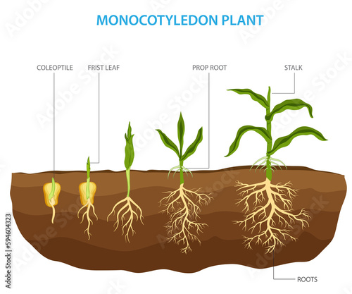 Monocotyledon plants, also known as monocots, are a type of flowering plant having a single embryonic leaf