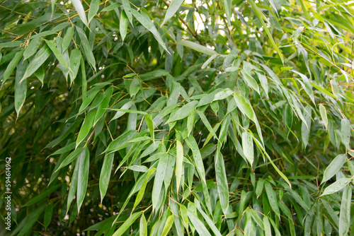 Bamboos, Bambusa, detail on leaves