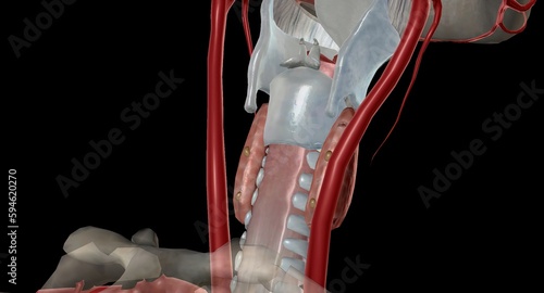 Parathyroid is an endocrine gland located at the back of the nec