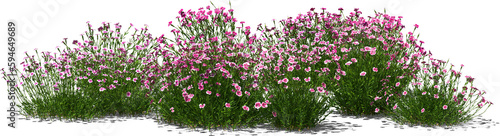 pentecost carnation clove plant group hq arch viz cutout