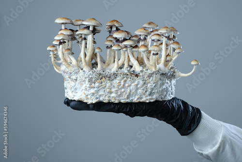 Mycelium block of Psilocybe Cubensis magic mushrooms in a hand on grey background.