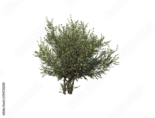 Hazel tree. 3D rendering illustration.