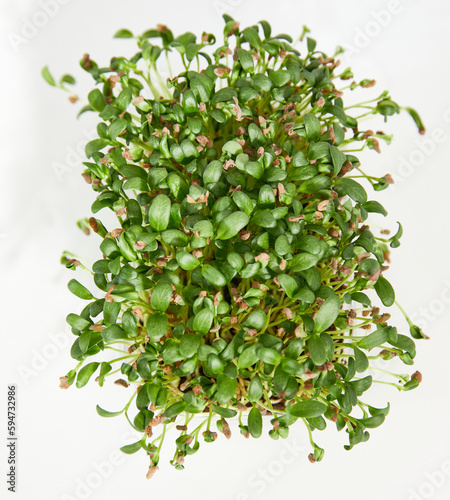 Top view of a fresh micro green fennel arranged in a plastic box over white background. 