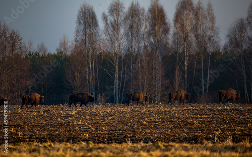 bizons in the field