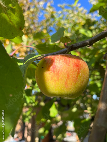Dorodne jabłko zwisające na drzewie w słoneczny dzień, gotowe do zbioru