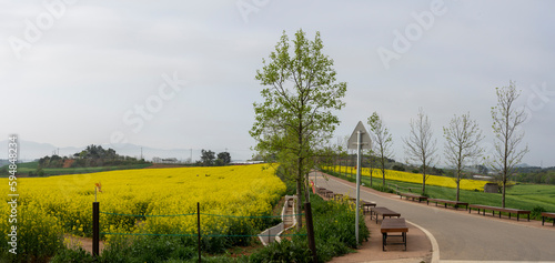 고창 학원농장의 노랗게 핀 유채꽃과 보리가 영글어가는 청보리밭 언덕