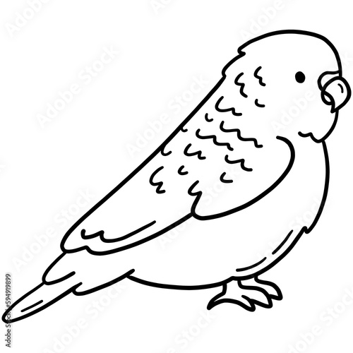 Budgerigar parrot, tropical common parakeet bird vector icon in linear doodle style png