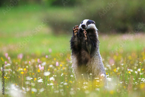 European badger, Meles meles, peeks out from flowered meadow, having front legs up and showing sharp claws. Cute wild animal in fresh spring rain. Black and white striped forest animal. Wildlife.