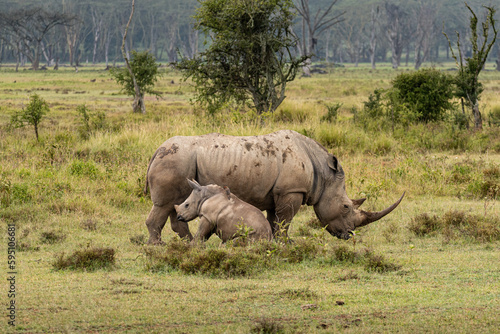 White rhino and calf in the Lake Nakuru National Park, Kenya