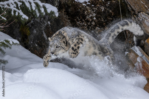 USA, Montana. Leaping captive snow leopard in winter.