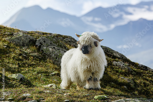 Black Nose Sheep showing it's best.