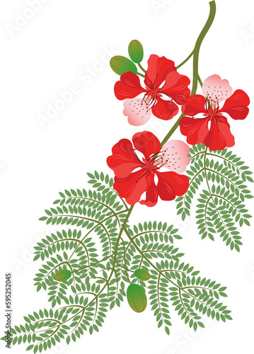 Red gulmohar flower vector illustration. Flamboyant arvore from India. Isolated on a white background.