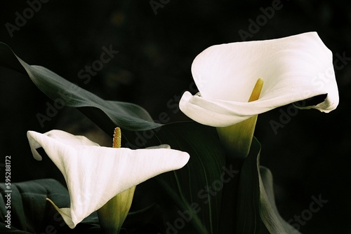 Calla white kalia's with green leaves on a black background