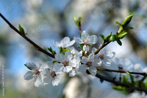 Flowering fruit tree in spring. White small flowers of Mirabelle plum, also known as mirabelle prune or cherry plum (Prunus domestica subsp. syriaca).