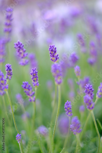鮮やかな紫色と心地よい香りが魅力のラベンダー。花壇の植え込みで楽しむ。