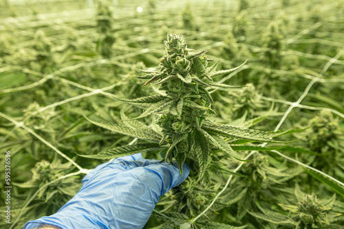 Grower Hand With latex Glove Holding the Stem of a Cannabis Plant in Commerical Farm Testing or Processing