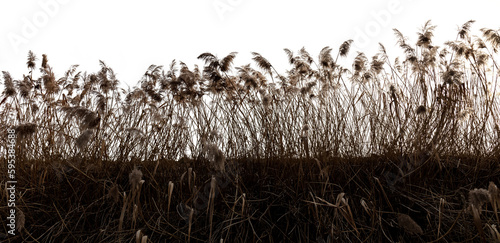 reeds blown by the wind against the light and isolated