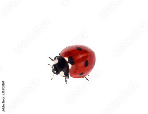 Top down view red ladybug crawling isolated cutout on transparent