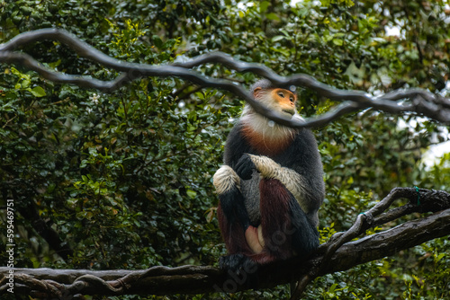 Red-shanked Douc- Langur on a tree on a rany day, copy space for text