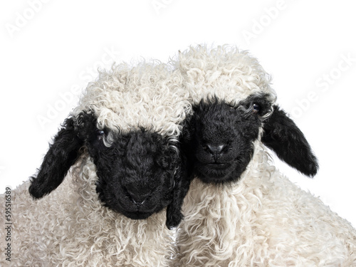 Head shot of an adorable one and a half week old Walliser Schwartznase aka Valais Blacknose lamb, facing front. Looking towards camera. Isolated on a white background.