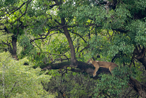 Lion sitting on top of a tree in Lake Nakuru National Park, Kenya.