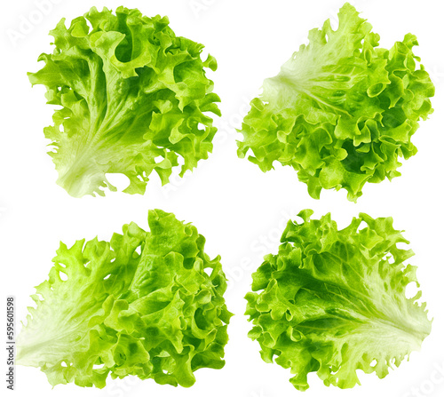 salad, lettuce leaf, isolated on white background, full depth of field
