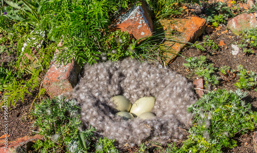 Common eider (Somateria mollissima) nest with 4 egga. Gulf of Finland of the Baltic Sea