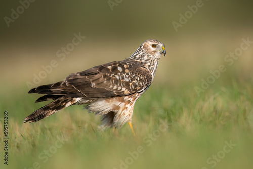 Hen Harrier (Circus cyaneus) close up