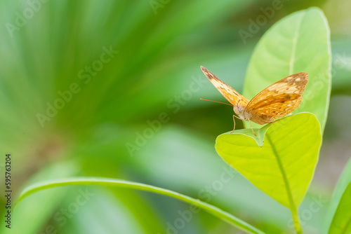 Closeup view of a butterfly resting on plant
