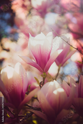 Spring magnolias with pink petals on a tree branch in morning sunlight, copyspeace