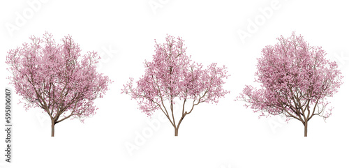 cherry blossom tree on a transparent background
